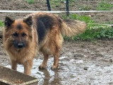 Chienne Berger Allemand LOF 4 ans confirmée à vendre
