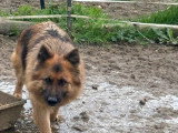 Chienne Berger Allemand LOF 4 ans confirmée à vendre