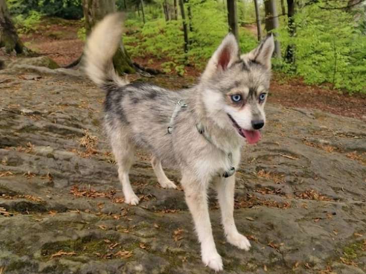 Magnifique femelle Pomsky F1 de 5 kg à vendre