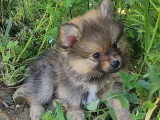 5 chiots Pomsky à vendre