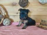Portée de 5 chiots Yorkshire à réserver non LOF
