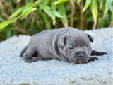 Portée de 3 chiots Staffordshire Bull Terrier LOF à réserver