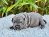 Portée de 3 chiots Staffordshire Bull Terrier LOF à réserver