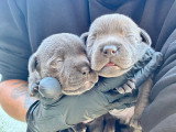 Portée de 6 chiots Staffordshire Bull Terrier LOF à réserver