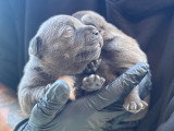 Portée de 6 chiots Staffordshire Bull Terrier LOF à réserver