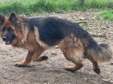 Chienne Berger Allemand poil long 2 ans LOF en vente