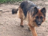 Chienne Berger Allemand poil long 2 ans LOF en vente