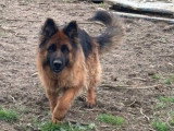 Chienne Berger Allemand poil long 2 ans LOF en vente