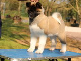 Chiot Akita Américain mâle LOF de décembre 2025 en vente