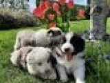 Chiots Border Collie à vendre