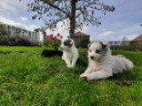 Chiots Border Collie à vendre