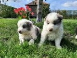 Chiots Border Collie à vendre