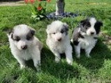 Chiots Border Collie à vendre