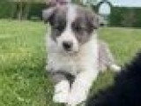 Chiots Border Collie à vendre