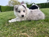 Chiots Border Collie à vendre
