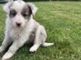 Chiots Border Collie à vendre