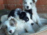 Chiots Border Collie à vendre