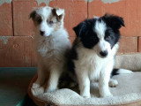 Chiots Border Collie à vendre