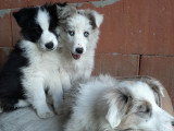 Chiots Border Collie à vendre