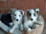Chiots Border Collie à vendre
