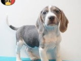 Chiots Beagle à vendre