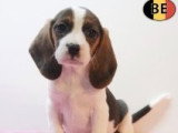Chiots Beagle à vendre
