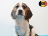 Chiots Beagle à vendre