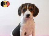 Chiots Beagle à vendre