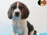Chiots Beagle à vendre