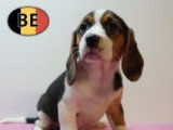 Chiots Beagle à vendre