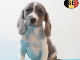 Chiots Beagle à vendre