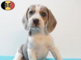 Chiots Beagle à vendre