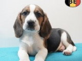 Chiots Beagle à vendre