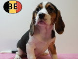Chiots Beagle à vendre
