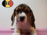 Chiots Beagle à vendre