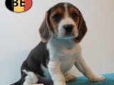 Chiots Beagle à vendre