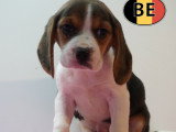 Chiots Beagle à vendre