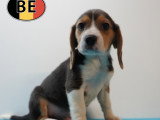 Chiots Beagle à vendre