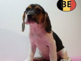 Chiots Beagle à vendre