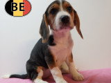 Chiots Beagle à vendre