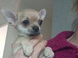Chiot Chihuahua à poilr court à vendre