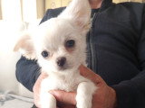 Chiot Chihuahua à poilr court à vendre