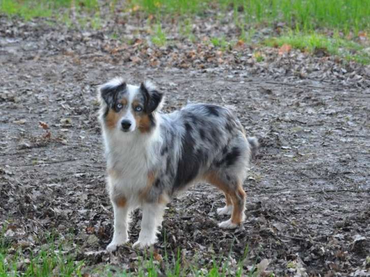 Pamina en promenade.