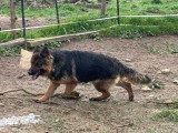 Femelle Berger Allemand LOF à vendre avril 2024