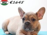 Chiots Bouledogue Français à vendre