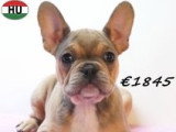 Chiots Bouledogue Français à vendre