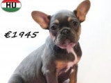 Chiots Bouledogue Français à vendre