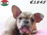 Chiots Bouledogue Français à vendre