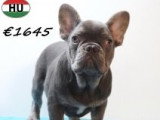 Chiots Bouledogue Français à vendre