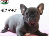 Chiots Bouledogue Français à vendre
